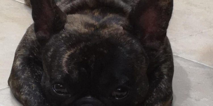 Salud recomienda no descuidar a las mascotas en Semana Santa