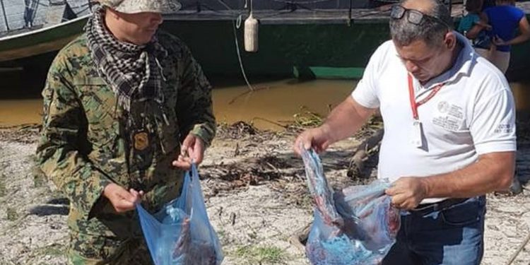 Fiscalizadores del MADES lograron identificar a unos 10 infractores en el Chaco