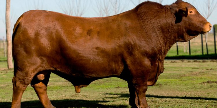 Asociación Brangus Paraguay promete una «Gran feria nacional de Otoño»