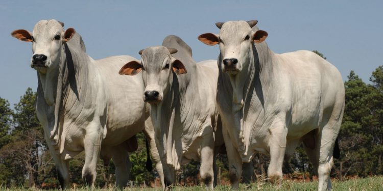 Preparativos para el primer periodo de vacunación anti aftosa del año 2021 Preparativos para el primer periodo de vacunación anti aftosa del año 2021