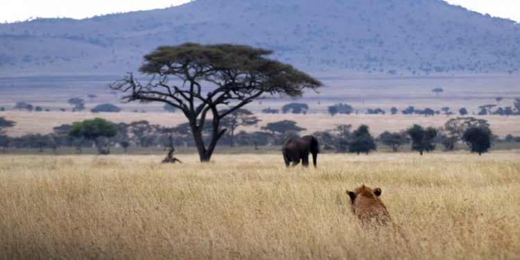 Cazador furtivo de rinocerontes atacado por elefante y devorado por leones