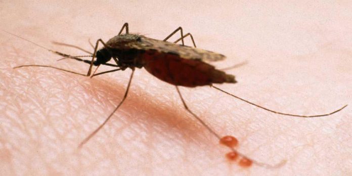 Paraguay conmemora hoy el Día de la Malaria con cero casos de transmisión