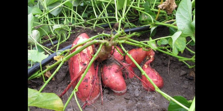 Fernheim desea potenciar rubros agrícolas no tradicionales en el Chaco Fernheim desea potenciar rubros agrícolas no tradicionales en el Chaco