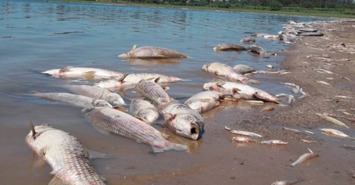 Según MADES, mortandad de peces se debió a la crecida en el norte del país
