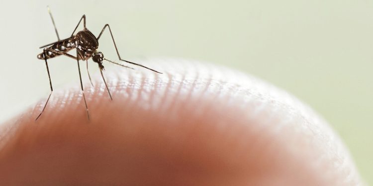 Aumentan notificaciones de Dengue a nivel país Aumentan notificaciones de Dengue a nivel país