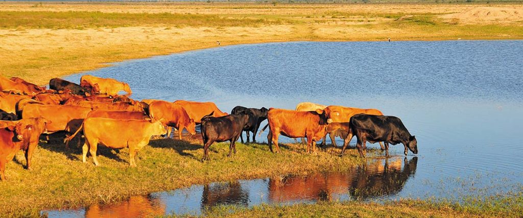 Criadores de Brangus apuestan a la formación de los jóvenes para el futuro de la raza Criadores de Brangus apuestan a la formación de los jóvenes para el futuro de la raza