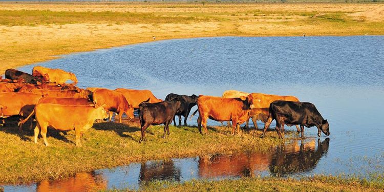 Criadores de Brangus apuestan a la formación de los jóvenes para el futuro de la raza