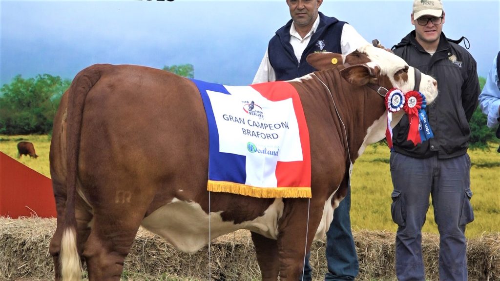 Calidad genética toma protagonismo en la Expo Rodeo Neuland