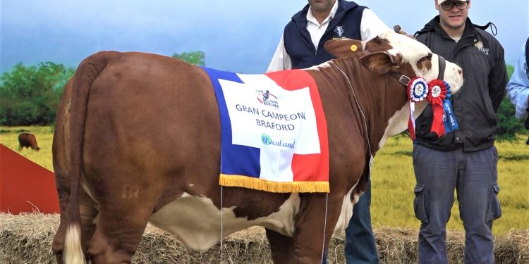 Calidad genética toma protagonismo en la Expo Rodeo Neuland