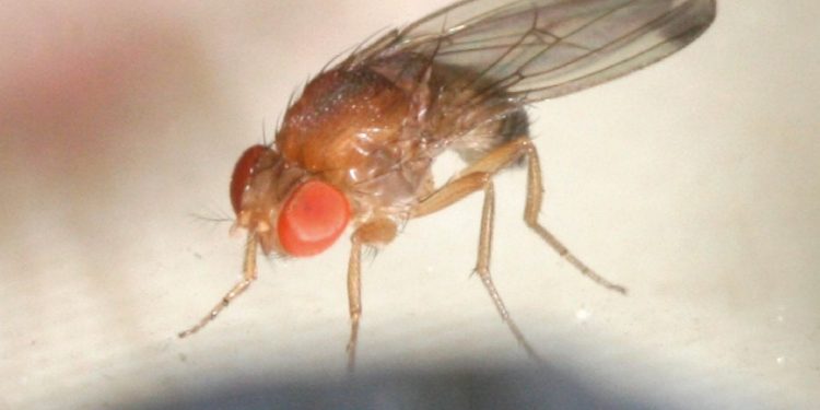 Senave alerta para evitar ingreso al país de la mosca de alas manchadas