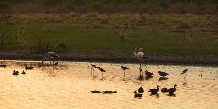 El Chaco un polo de desarrollo que debe acompañar al medioambiente El Chaco un polo de desarrollo que debe acompañar al medioambiente
