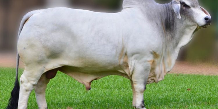 Expo Pioneros 2019: Presentan programa oficial nacional Brahman