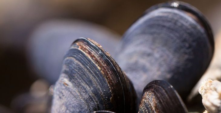 Polución y basura plástica del mar amenazan los mejillones de Río de Janeiro