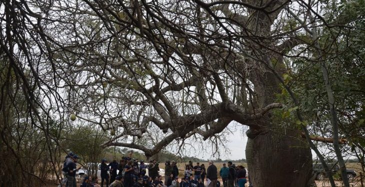 «Colosos de la tierra»: Esperan que chaqueños postulen nuevamente a árboles de la región