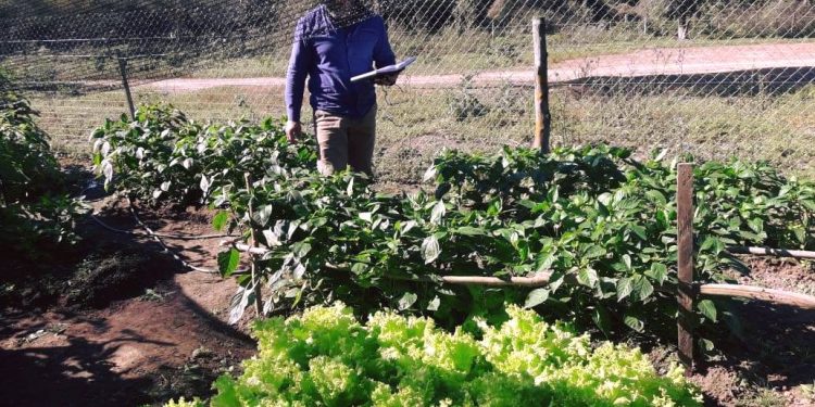 Impulsan fortalecimiento de huertas familiares y escolares en Pilcomayo