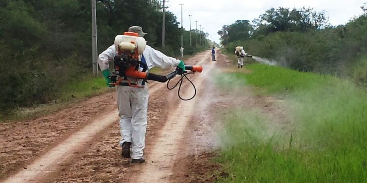 Senave detecta langostas que podrían poner en peligro cultivos en el Chaco