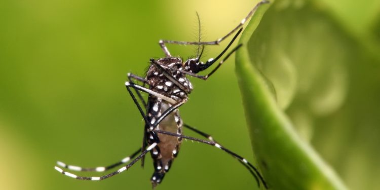 Casos de dengue con disminución paulatina según Vigilancia de Salud Casos de dengue con disminución paulatina según Vigilancia de Salud