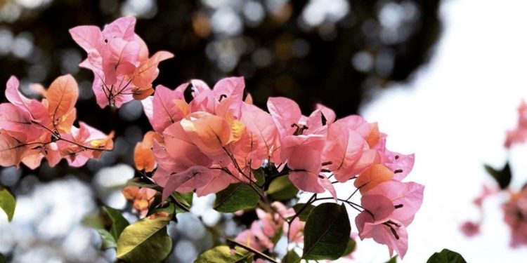 La jornada de viernes con ambiente cálido en todo el país