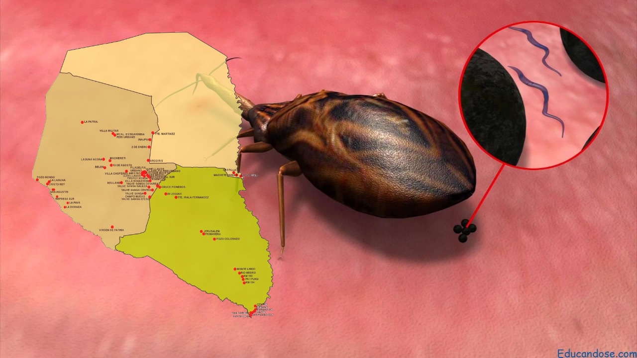 Más 3.000 niños chaqueños beneficiados con proyecto contra Chagas