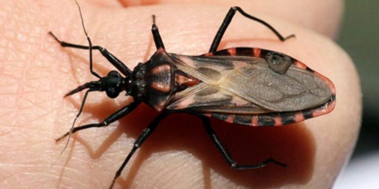 Chaco Paraguayo constantemente monitoreado ante enfermedad de Chagas
