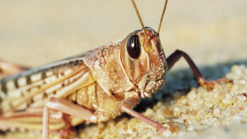 Declaran emergencia fitosanitaria en el Chaco por langostas Declaran emergencia fitosanitaria en el Chaco por langostas