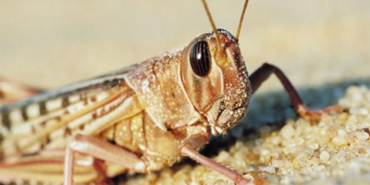 Declaran emergencia fitosanitaria en el Chaco por langostas