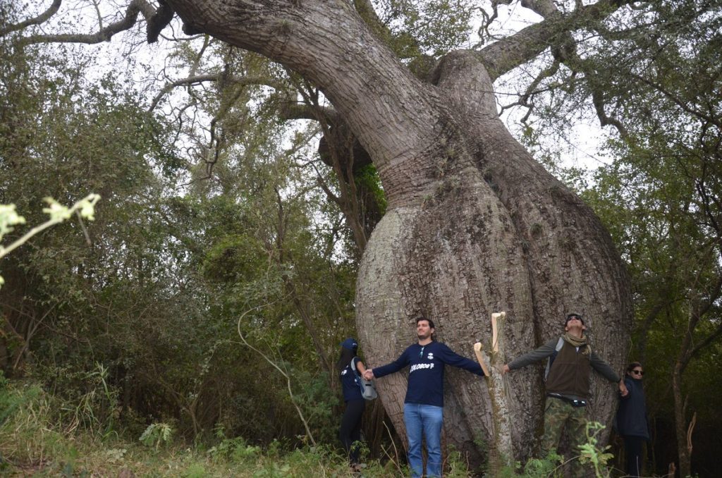 “Colosos de la Tierra”: Chaco postula más de 8 especies de árboles