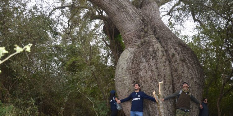 “Colosos de la Tierra”: Chaco postula más de 8 especies de árboles