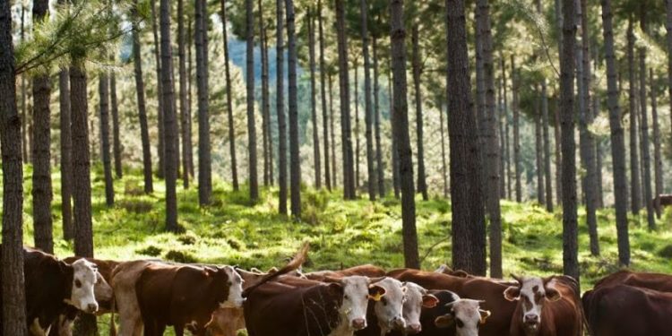 Congreso internacional sobre Sistema Silvopastoril se desarrollará en Paraguay Congreso internacional sobre Sistema Silvopastoril se desarrollará en Paraguay