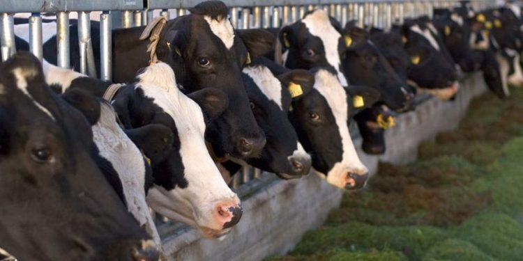 Brasil suspende venta de carne bovina a China por caso “atípico” de vaca loca