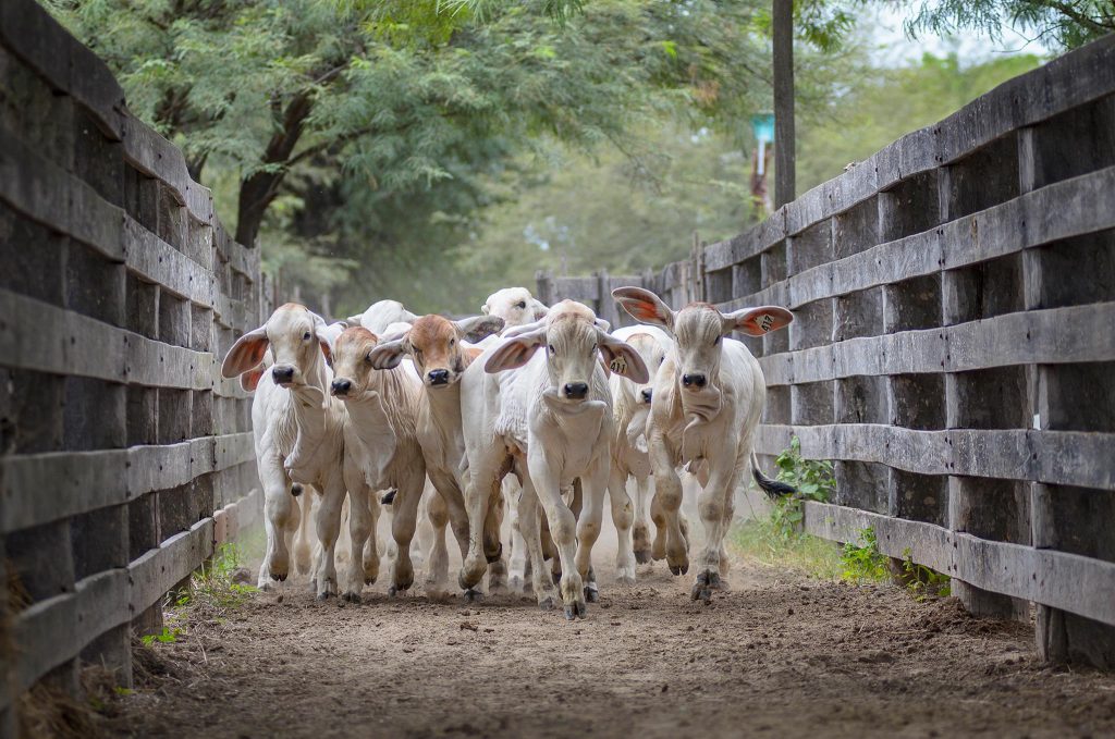 Charla técnica, remates e integración marcan agenda de la Brahman en Expo 2019