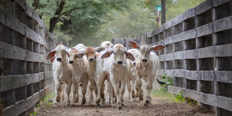 Charla técnica, remates e integración marcan agenda de la Brahman en Expo 2019