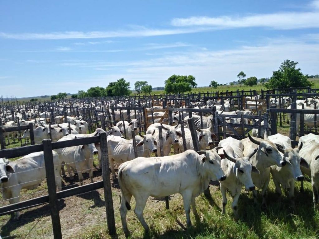 Fondo Ganadero amplió casi 70 % su cartera de clientes