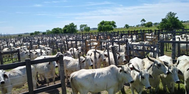 Fondo Ganadero amplió casi 70 % su cartera de clientes