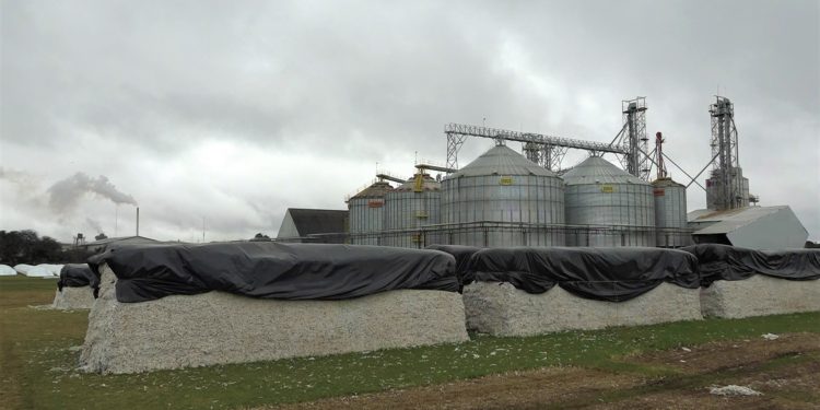 Inestabilidad climática mermó la cosecha del pujante algodón chaqueño