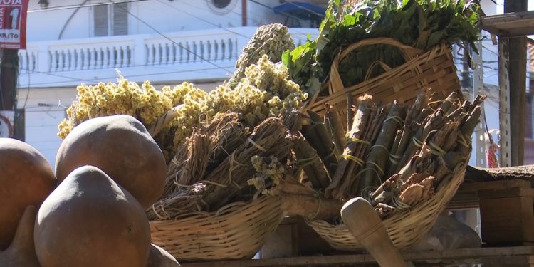 Ante cambio de temperaturas muchos optan por las hierbas medicinales