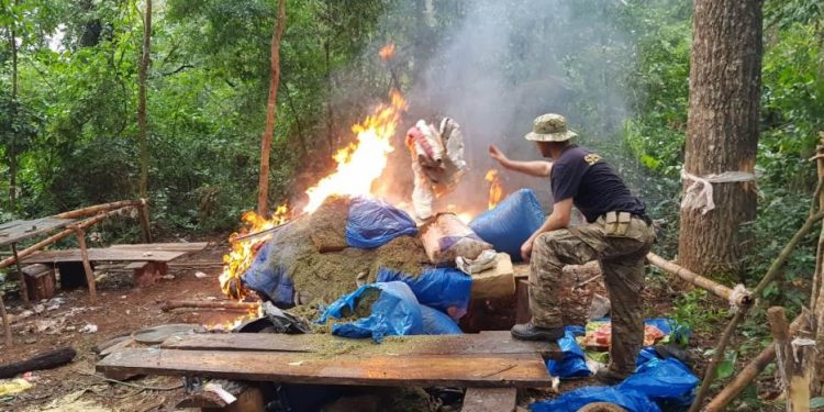 Senad destruyó 28 toneladas de marihuana en Amambay