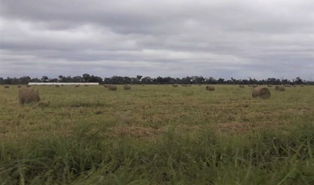 Mades interviene empresa ganadera por cambio de uso de suelo sin permisos