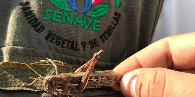 El 90% de langostas ya han sido controladas, según expertos del SENAVE