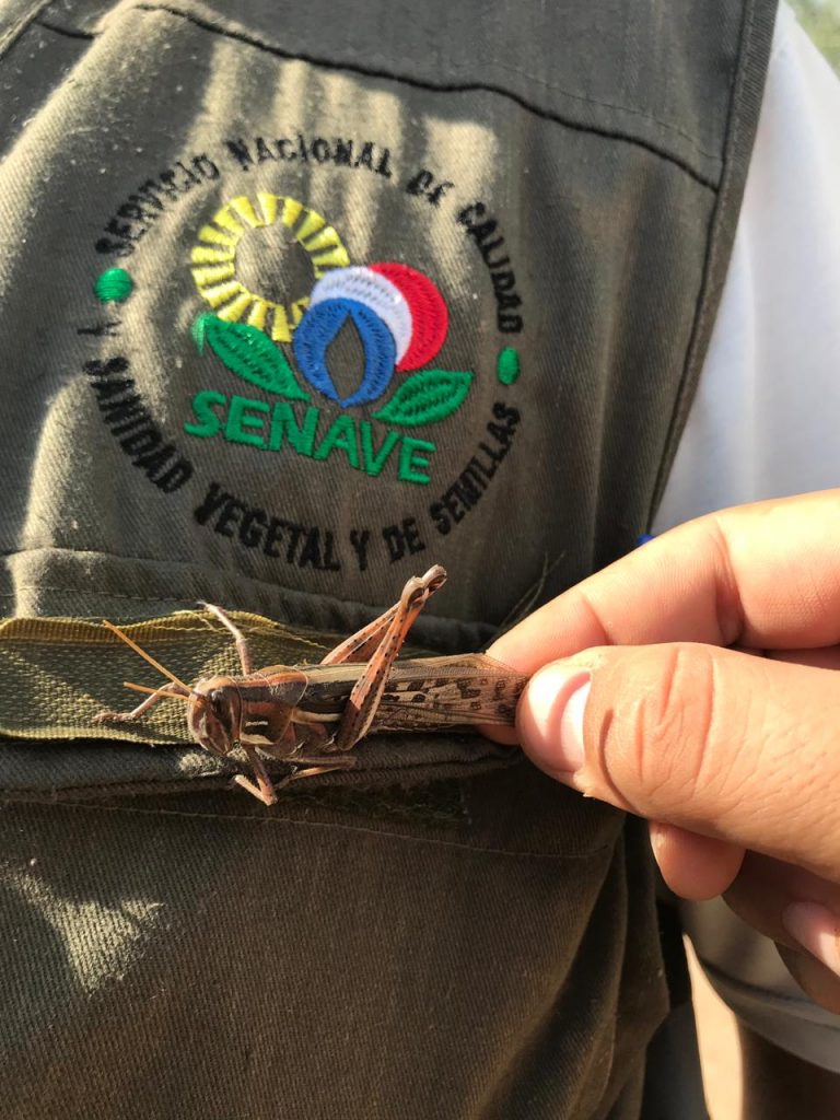 El 90% de langostas ya han sido controladas, según expertos del SENAVE