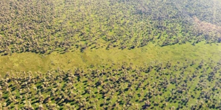 MOPC proyecta abrir nuevo camino en el Chaco