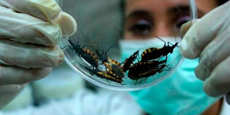 Más de 17 mil viviendas serán rociadas para sostener interrupción de transmisión de Chagas Más de 17 mil viviendas serán rociadas para sostener interrupción de transmisión de Chagas