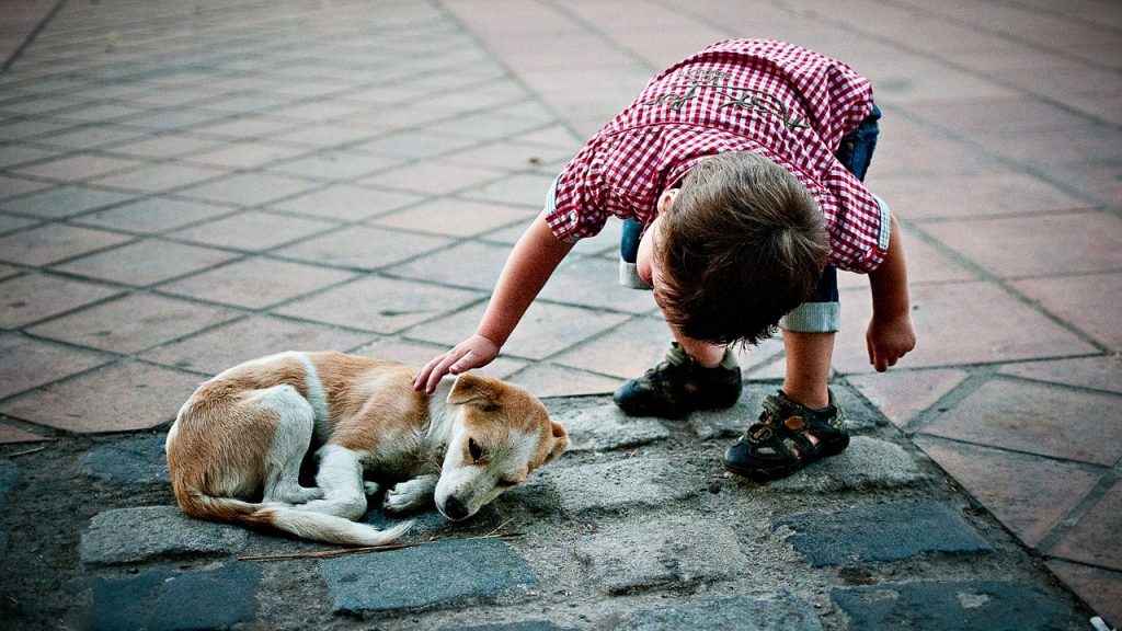 Gobierno crea Dirección de Defensa Animal que pide 2.500 millones para 2019