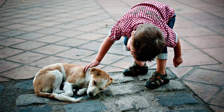 Gobierno crea Dirección de Defensa Animal que pide 2.500 millones para 2019