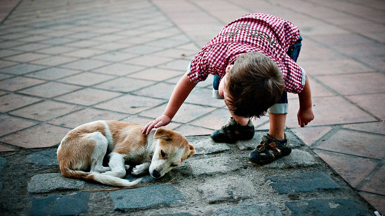 Gobierno crea Dirección de Defensa Animal que pide 2.500 millones para 2019
