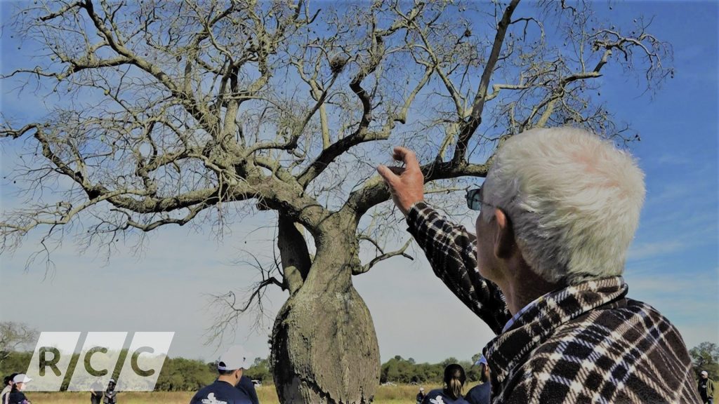 Colosos: ¿Cómo se ven los cinco enormes árboles finalistas del Chaco? Colosos: ¿Cómo se ven los cinco enormes árboles finalistas del Chaco?