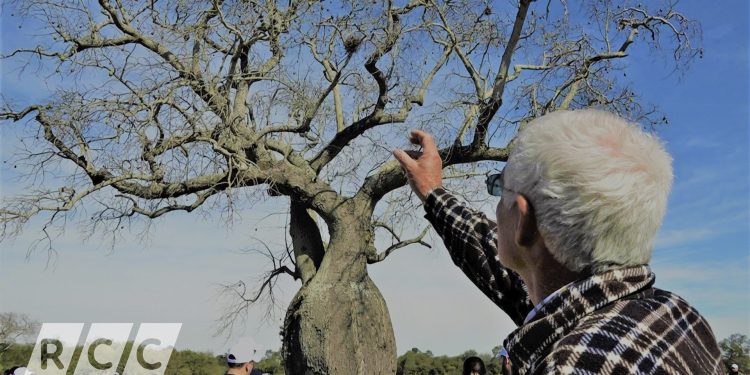 Colosos: ¿Cómo se ven los cinco enormes árboles finalistas del Chaco?
