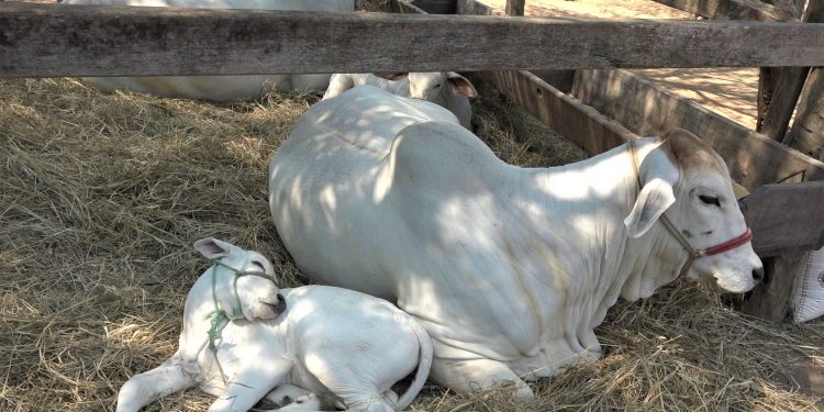 Brahman y Gelbvieh abren la semana de juzgamientos en la Expo Trebol Brahman y Gelbvieh abren la semana de juzgamientos en la Expo Trebol