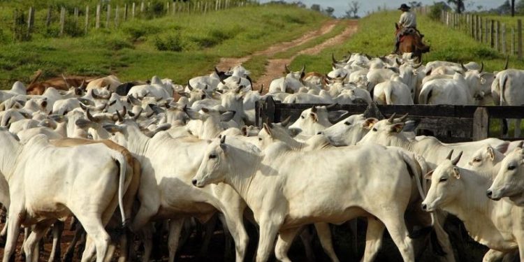 Trazabilidad permitirá tener mayor control de ganados Trazabilidad permitirá tener mayor control de ganados