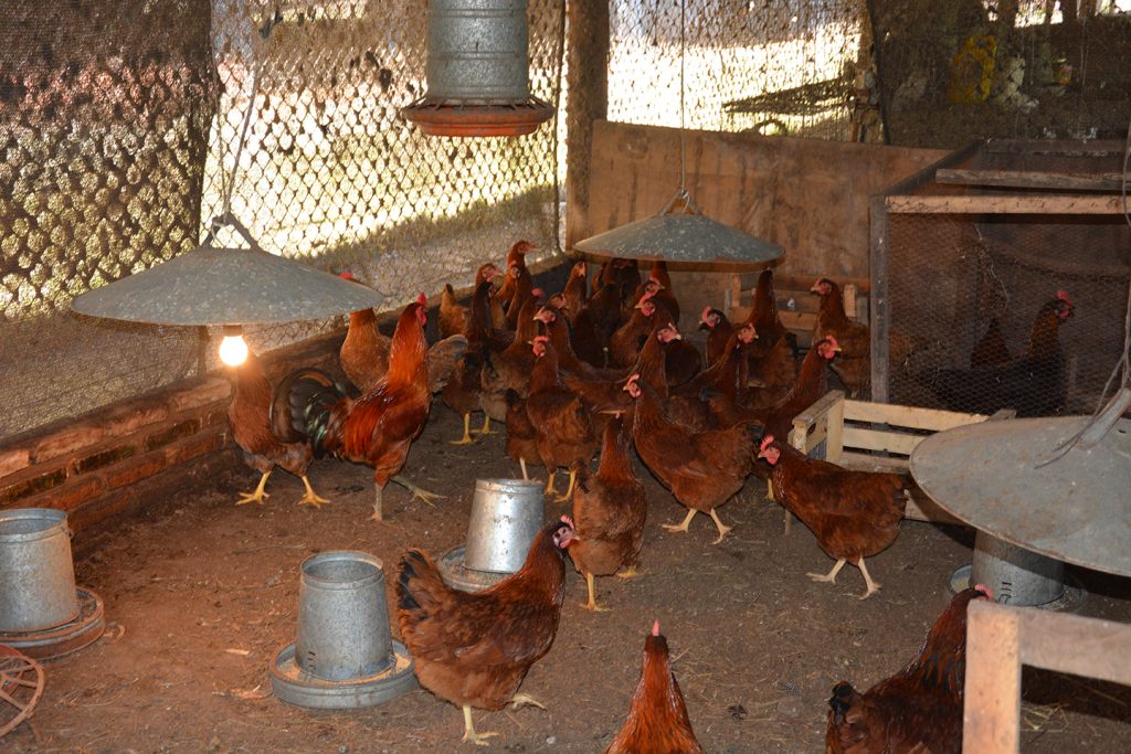 Interno se convierte en emprendedor en granja penitenciaria